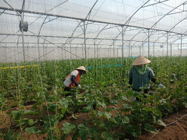 Bắc Giang: Chương trình OCOP khuyến khích phát triển sản xuất nông nghiệp công nghệ cao