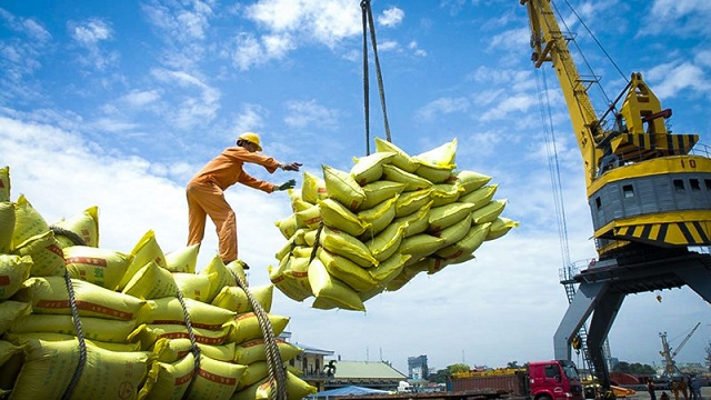 Giá gạo Việt xuất khẩu bắt đầu tăng trở lại, nông dân tất bật thu hoạch vụ Đông Xuân
