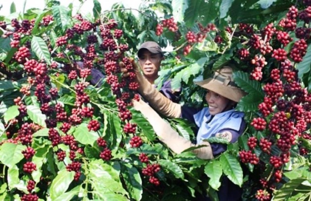 Kim ngạch xuất khẩu cà phê của Việt Nam năm 2023 cao kỷ lục, đạt 4,24 tỷ USD