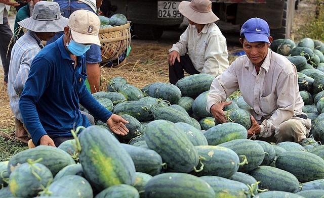 Tháng 11, xuất khẩu rau quả quay đầu giảm “sốc”