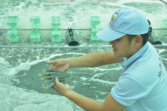 “Bắt bệnh” sức cạnh tranh yếu trong xuất khẩu con tôm Việt Nam
