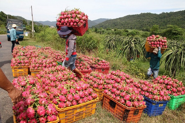Xuất khẩu rau quả sang thị trường ASEAN vẫn còn khiêm tốn