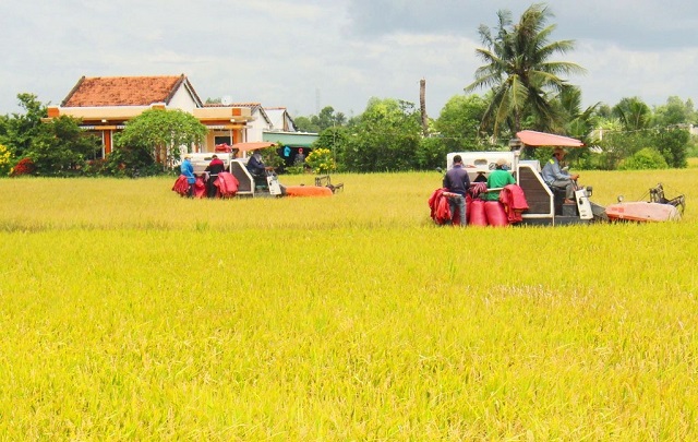 Tuần cuối năm 2023, giá gạo xuất khẩu của Việt Nam giảm nhẹ nhưng vẫn cao nhất thế giới