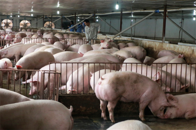Giá lợn hơi cao nhất năm, xuất khẩu thịt gia cầm tăng đột biến 798%