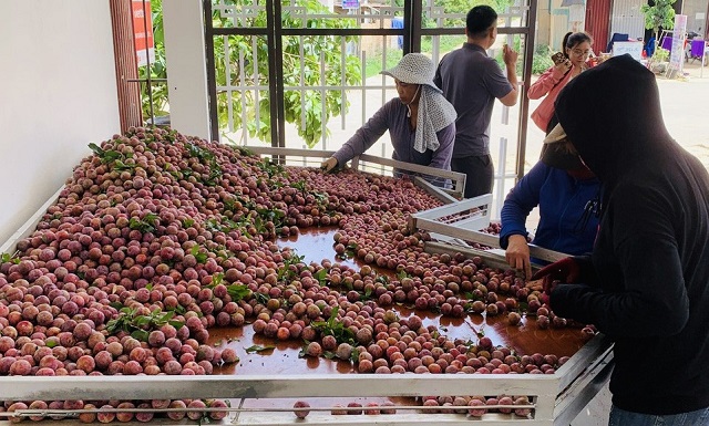 Mận hậu ở chợ Hà Nội giá đắt đỏ, nông dân Sơn La ‘đi mót’ vẫn thu tiền tỷ