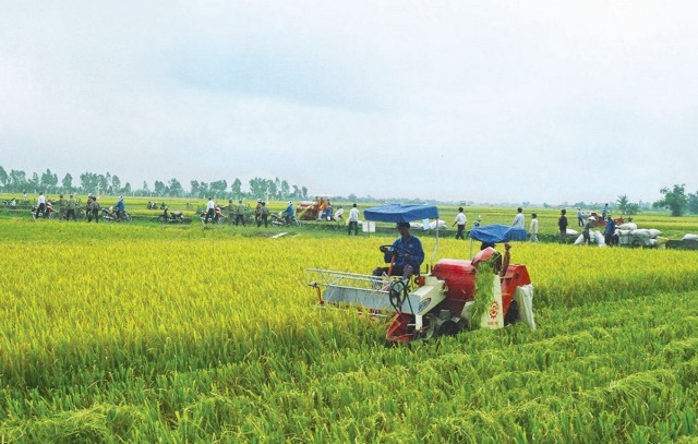 Quảng Ngãi: Hướng đến vùng “hạt nhân” nông nghiệp công nghệ cao