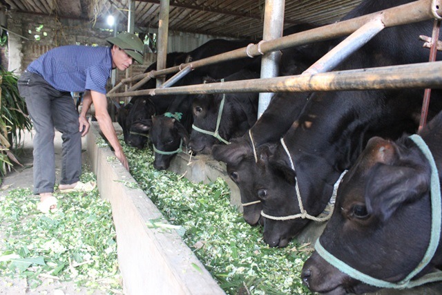 Hà Nội phát triển chăn nuôi bò thịt chất lượng cao