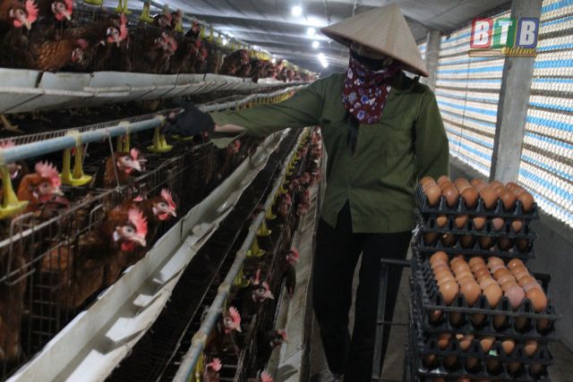 Thái Bình: Chính quyền đồng hành cùng bà con nông dân tiêu thụ nông sản trong mùa dịch