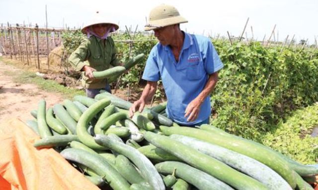 Ninh Bình: Nhân rộng mô hình HTX nông sản an toàn