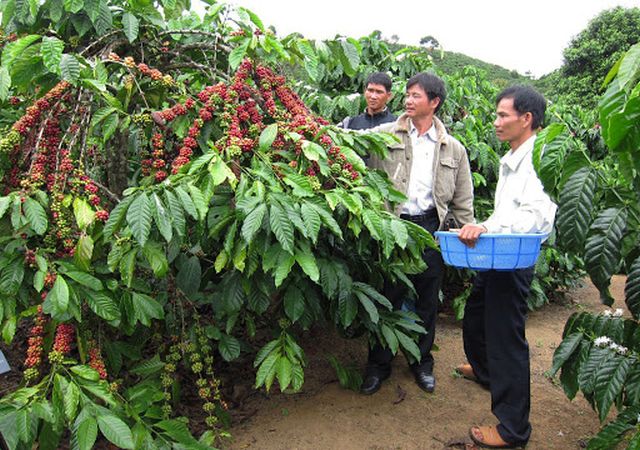 Khuyến công Lâm Đồng: Chú trọng nâng cao năng suất, chất lượng cà phê