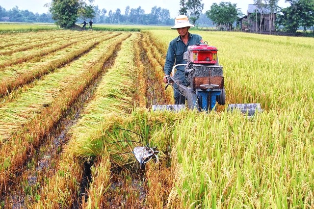 An Giang thực hiện lộ trình xây dựng vùng nguyên liệu lúa gạo