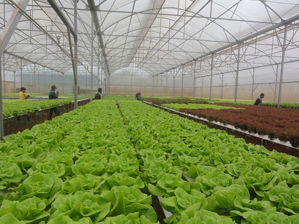 Lâm Đồng: Xây dựng vùng rau, hoa thành thương hiệu số 1 Việt Nam