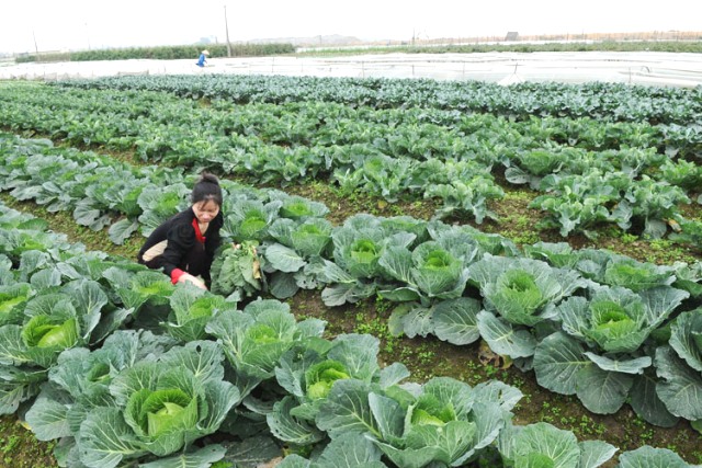 Hà Nội: Chung tay xây dựng thương hiệu nông sản
