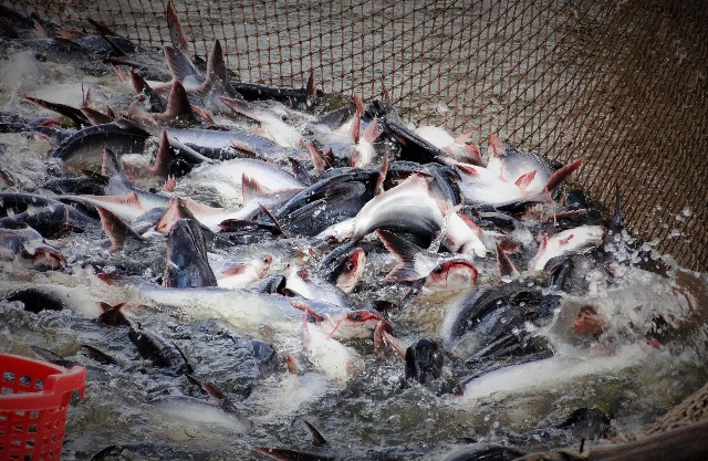 TP Cần Thơ: Trên 218ha cá tra đạt chứng nhận theo các tiêu chuẩn