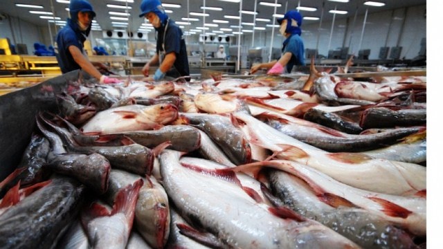 Canada trở thành nhà nhập khẩu cá tra lớn thứ 2 của Việt Nam trong khối CPTPP