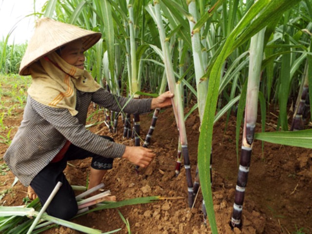 Nam Phong: Đổi thay toàn diện nhờ chương trình xây dựng nông thôn mới