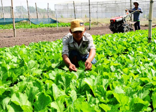 TP Hồ Chí Minh: Thành công từ mô hình hợp tác xã trồng rau sạch