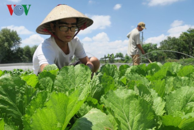 Nông dân Bình Thuận xây dựng thương hiệu rau an toàn