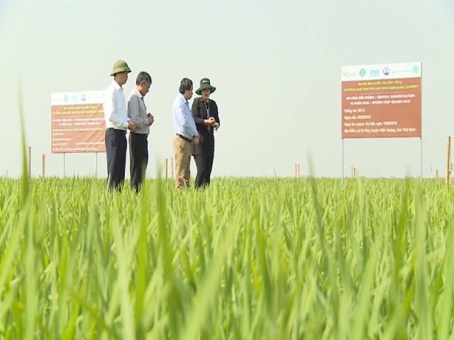 Thái Bình: Tập trung nguồn lực xây dựng thương hiệu lúa gạo Thái Bình