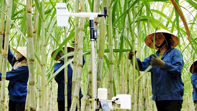 AI và IoT: Xu hướng sẽ "áp đảo" trong phát triển nông nghiệp ở Việt Nam