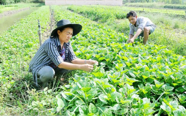 TPHCM: Hỗ trợ 5 tỷ đồng ứng dụng công nghệ trong nông nghiệp	