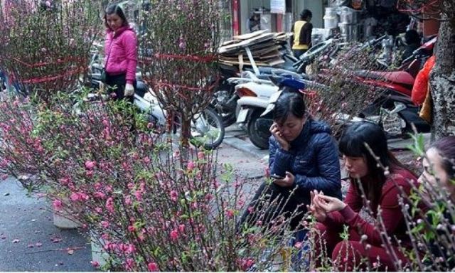 Tết Bính Thân: Cung cấp wifi miễn phí tại các đường hoa, chợ hoa lớn