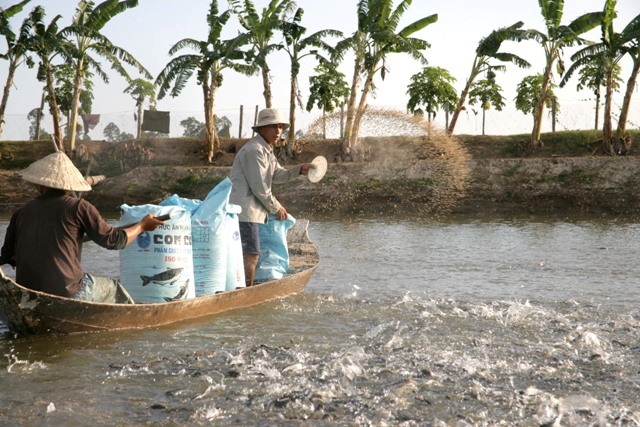 Sử dụng chất cấm trong thức ăn chăn nuôi, thủy sản có thể bị phạt tới 100 triệu đồng