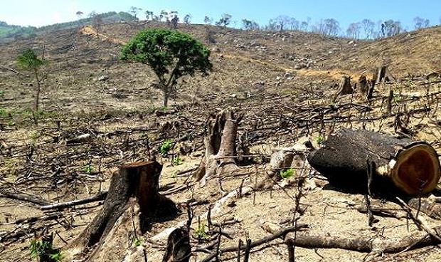Xử lý nghiêm hành vi phá rừng trái pháp luật