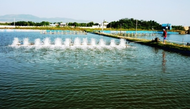 Xây dựng Bạc Liêu thành trung tâm ngành công nghiệp tôm cả nước