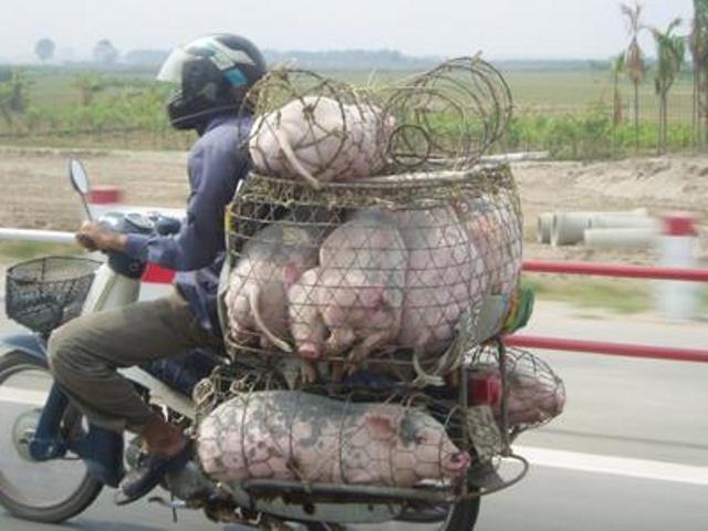 Nghiêm cấm vận chuyển lợn, thịt lợn trái phép ra, vào Việt Nam