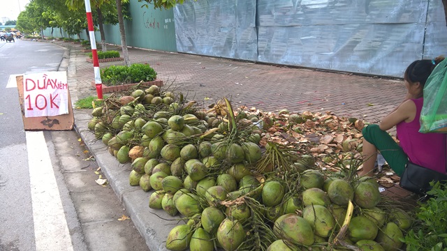 Cảnh giác với những trái dừa xiêm mất an toàn thực phẩm