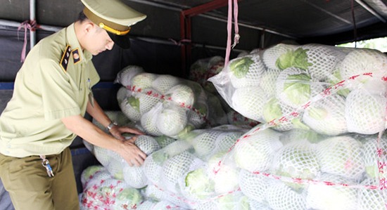 Nghệ An: Bắt giữ 720kg bắp cải Trung Quốc không có giấy tờ hợp lệ