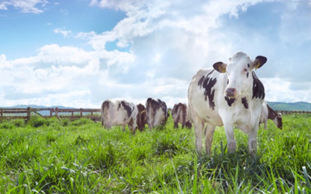 Trang trại bò sữa của Vinamilk lần đầu đạt chứng nhận Organic