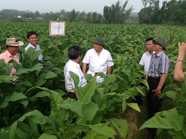 Vinataba: Đẩy mạnh phát triển vùng nguyên liệu thuốc lá bền vững