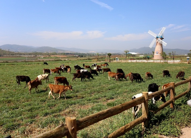 Vinamilk chính thức khánh thành trang trại bò sữa Organic đầu tiên tại Việt Nam
