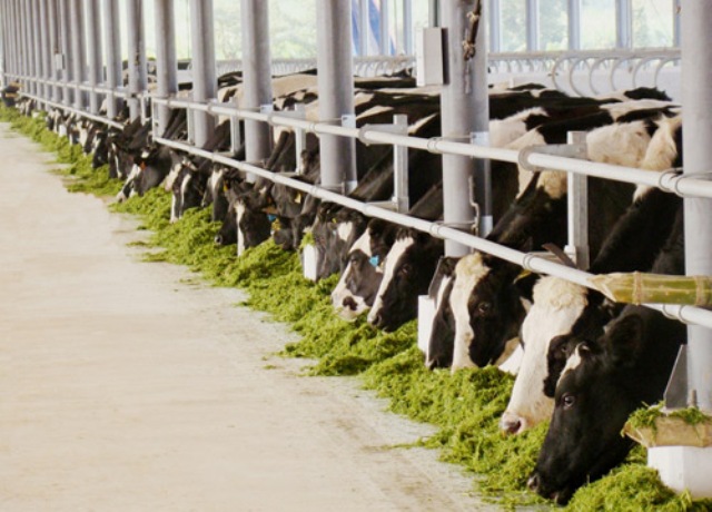Thương hiệu sữa Việt 40 năm với kỳ tích xuất khẩu đi 43 nước trên thế giới.