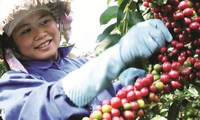 Xuất khẩu cà phê: Giảm lượng, tăng giá