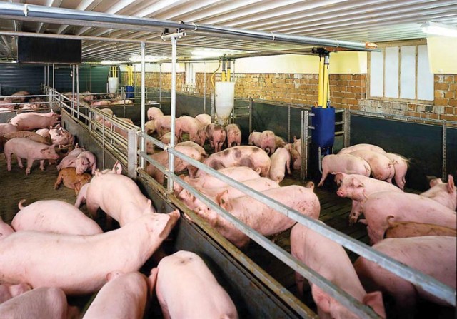 Trung Quốc đồng ý mở cửa cho thị trường lợn thịt Việt Nam