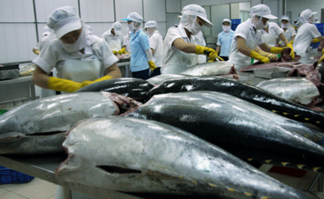 Xuất khẩu cá ngừ sang các thị trường chính đều tăng mạnh