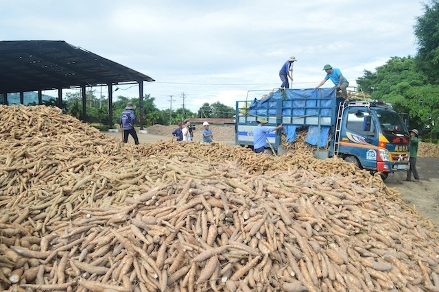 Xuất khẩu tinh bột sắn sang Trung Quốc vọt tăng hơn 70%