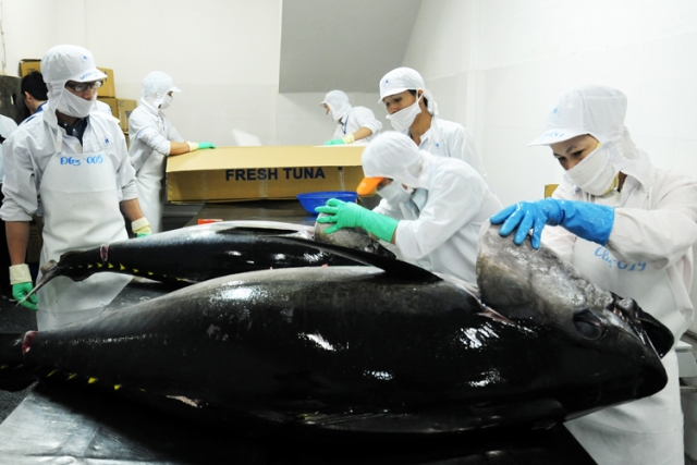 Xuất khẩu cá ngừ tăng tốc