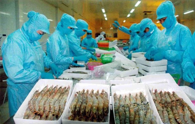 Trung Quốc tăng nuôi tôm, Việt Nam vẫn có cơ hội xuất khẩu lớn