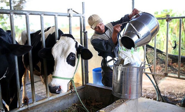 Kỳ vọng đột phá xuất khẩu sữa
