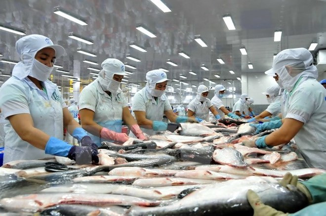 Xuất khẩu cá tra sang Hoa Kỳ giảm mạnh