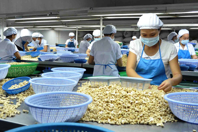 Xuất khẩu điều Việt Nam: Nghịch lý - nhà máy đóng cửa, thị trường... mở ra