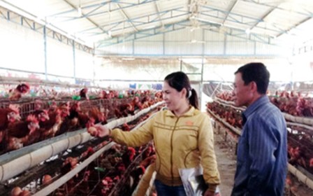 Sản phẩm từ gà Việt Nam sắp xuất khẩu sang Nhật Bản