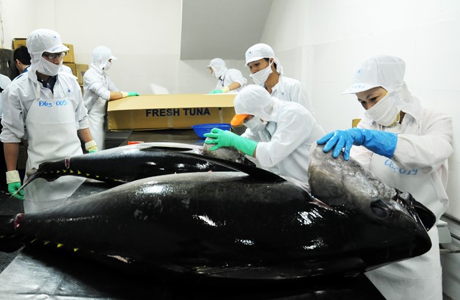 Việt Nam chuyển hướng XK cá ngừ sang các thị trường mới nổi