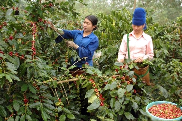 Cà phê: Chế biến sâu, xuất khẩu vững