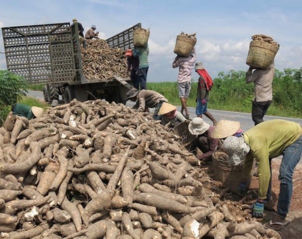 Trung Quốc giảm nhập sắn Việt Nam, tăng mua từ Lào và Campuchia