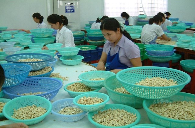Trung Quốc đang tăng nhập khẩu hạt điều Việt Nam